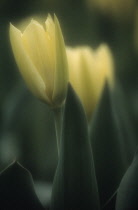 Tulip, Tulipa.