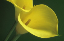 Lily, Arum lily, Calla lily, Zantedeschia.