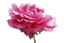 Peony, Paeonia.