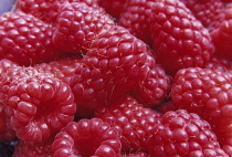 Raspberry, Rubus idaeus 'Tulameen'.