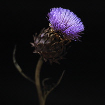 Artichoke, Cynara scolymus.