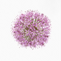 , Allium.