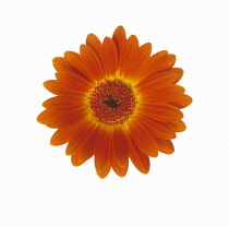 Gerbera.