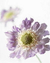 Scabious, Scabiosa caucasia 'Clive Greaves'.