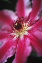 Clematis, Clematis 'Charissima'.