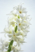 Hyacinth, Hyacinthus.