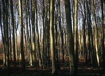 Beech, Fagus sylvatica.