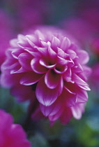 Dahlia, Dahlia 'Harvest Samantha'.