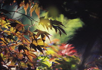 Japanese Maple, Acer palmatum.