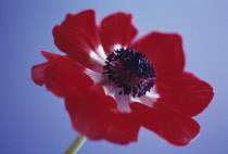 Anemone, Anemone pavonina.