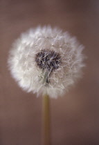 Dandelion clock, Taraxacum officinale.