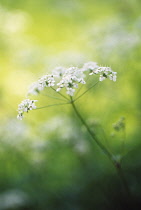 Cow Parsley, Anthriscus sylvestris.