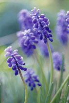 Grape Hyacinth, Muscari.