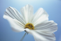 Cosmos, Cosmos bipinnatus 'Sonata white'.