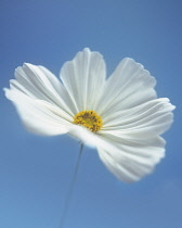 Cosmos, Cosmos bipinnatus 'Sonata white'.