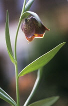 Fritillary, Fritillaria messanensis 'Atlantica'.