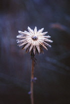 Globe Thistle, Echinops.