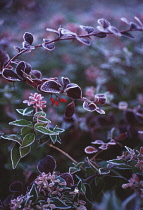 Barberry, Berberis thunbergii.