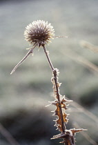 Globe Thistle, Echinops.