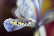 Iris, Iris histrioides 'Katharine Hodgkin'.