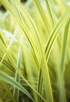 Reed Sweet Grass, Glyceria maxima 'Variegata'.