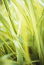 Reed Sweet Grass, Glyceria maxima 'Variegata'.