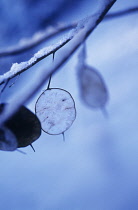 Honesty, Lunaria annua.