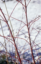 Dogwood, Cornus.