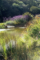 , Pond with grasses.