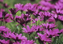 Osteospermum, Cape Daisy.