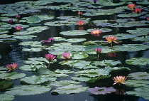 Waterlily, Nymphaea.