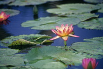 Waterlily, Nymphaea.