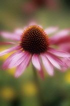 Echinacea, Purple coneflower, Echinacea.