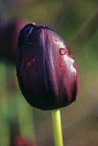 Tulip, Tulipa.