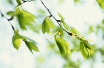 Elm, Ulmus procera.