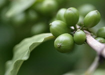 Coffee, Coffea arabica.