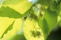 Beech, Fagus sylvatica.