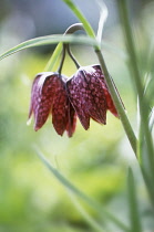 Fritillary, Fritillaria meleagris 'Saturnus'.