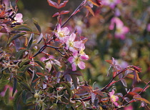 Rose, Rosa glauca.