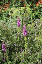 Foxglove, Digitalis.