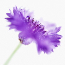 Cornflower, Centaurea cyanus.