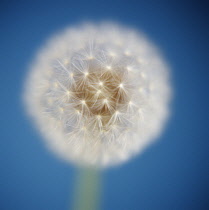 Dandelion clock, Taraxacum officinale.