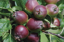 Apple, Malus domestica 'Charles Ross'.