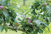 Apple, Malus domestica 'Charles Ross'.