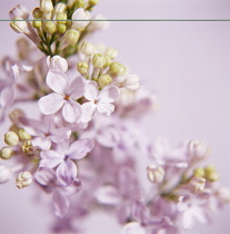 Lilac, Syringa.