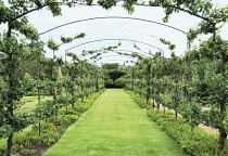 Apple, Malus domestica 'Charles Ross'.