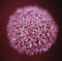 Allium.