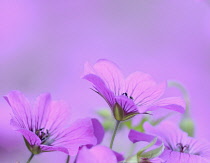 Cranesbill, Geranium.