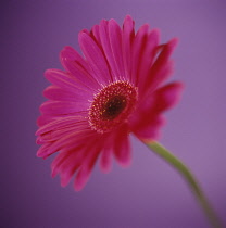 Gerbera.