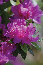 Rhododendron.